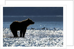 Brown Bear, Katmai National Park, Alaska by Anonymous