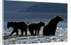 Brown Bear and Cubs, Katmai National Park, Alaska by Anonymous