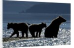 Brown Bear and Cubs, Katmai National Park, Alaska by Anonymous