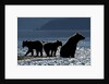 Brown Bear and Cubs, Katmai National Park, Alaska by Anonymous