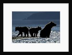 Brown Bear and Cubs, Katmai National Park, Alaska by Anonymous