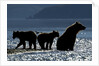 Brown Bear and Cubs, Katmai National Park, Alaska by Anonymous