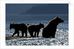 Brown Bear and Cubs, Katmai National Park, Alaska by Anonymous