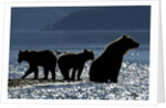 Brown Bear and Cubs, Katmai National Park, Alaska by Anonymous