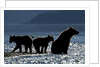Brown Bear and Cubs, Katmai National Park, Alaska by Anonymous