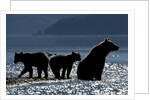 Brown Bear and Cubs, Katmai National Park, Alaska by Anonymous