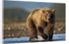 Bown Bear, Katmai National Park, Alaska by Anonymous