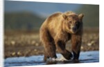 Bown Bear, Katmai National Park, Alaska by Anonymous