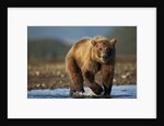 Bown Bear, Katmai National Park, Alaska by Anonymous
