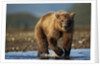 Bown Bear, Katmai National Park, Alaska by Anonymous