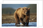Bown Bear, Katmai National Park, Alaska by Anonymous