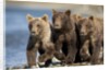 Brown Bear Cubs, Katmai National Park, Alaska by Anonymous