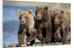 Brown Bear Cubs, Katmai National Park, Alaska by Anonymous