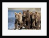 Brown Bear Cubs, Katmai National Park, Alaska by Anonymous