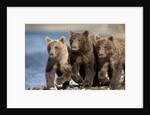 Brown Bear Cubs, Katmai National Park, Alaska by Anonymous