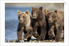 Brown Bear Cubs, Katmai National Park, Alaska by Anonymous