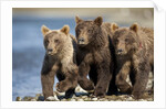 Brown Bear Cubs, Katmai National Park, Alaska by Anonymous