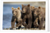 Brown Bear Cubs, Katmai National Park, Alaska by Anonymous