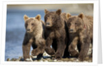 Brown Bear Cubs, Katmai National Park, Alaska by Anonymous