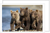 Brown Bear Cubs, Katmai National Park, Alaska by Anonymous