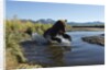 Brown Bear Fishing, Katmai National Park, Alaska by Anonymous