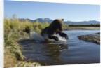 Brown Bear Fishing, Katmai National Park, Alaska by Anonymous