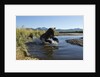 Brown Bear Fishing, Katmai National Park, Alaska by Anonymous