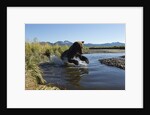 Brown Bear Fishing, Katmai National Park, Alaska by Anonymous