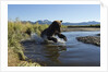 Brown Bear Fishing, Katmai National Park, Alaska by Anonymous