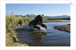 Brown Bear Fishing, Katmai National Park, Alaska by Anonymous