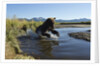 Brown Bear Fishing, Katmai National Park, Alaska by Anonymous