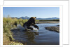 Brown Bear Fishing, Katmai National Park, Alaska by Anonymous