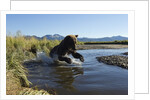 Brown Bear Fishing, Katmai National Park, Alaska by Anonymous