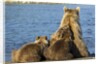 Brown Bear Sow and Cubs, Katmai National Park, Alaska by Anonymous