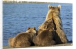 Brown Bear Sow and Cubs, Katmai National Park, Alaska by Anonymous