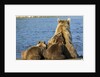 Brown Bear Sow and Cubs, Katmai National Park, Alaska by Anonymous