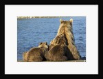 Brown Bear Sow and Cubs, Katmai National Park, Alaska by Anonymous
