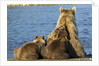 Brown Bear Sow and Cubs, Katmai National Park, Alaska by Anonymous