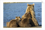Brown Bear Sow and Cubs, Katmai National Park, Alaska by Anonymous