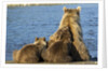 Brown Bear Sow and Cubs, Katmai National Park, Alaska by Anonymous