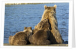 Brown Bear Sow and Cubs, Katmai National Park, Alaska by Anonymous
