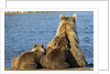 Brown Bear Sow and Cubs, Katmai National Park, Alaska by Anonymous