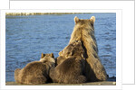 Brown Bear Sow and Cubs, Katmai National Park, Alaska by Anonymous