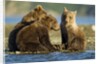 Brown Bear Cubs, Katmai National Park, Alaska by Anonymous