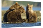 Brown Bear Cubs, Katmai National Park, Alaska by Anonymous