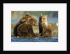 Brown Bear Cubs, Katmai National Park, Alaska by Anonymous