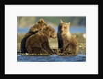 Brown Bear Cubs, Katmai National Park, Alaska by Anonymous