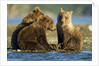 Brown Bear Cubs, Katmai National Park, Alaska by Anonymous