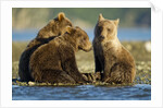 Brown Bear Cubs, Katmai National Park, Alaska by Anonymous