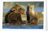 Brown Bear Cubs, Katmai National Park, Alaska by Anonymous